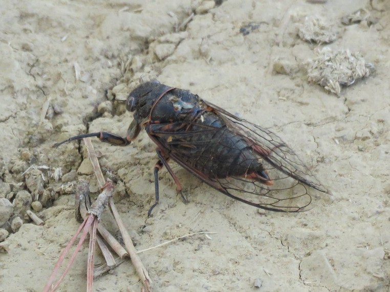 Cicada?