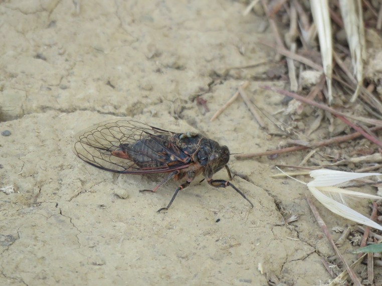 Cicada?
