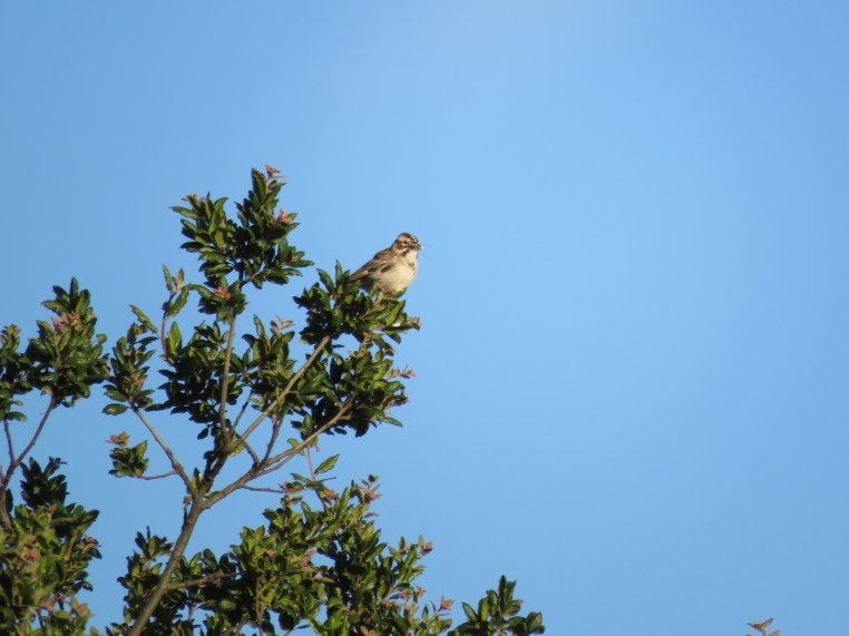 Lark Sparrow