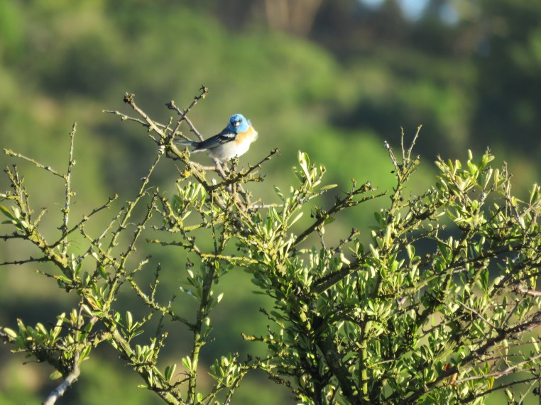 Lazuli Bunting