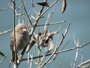 Brown-headed Cowbird (juvenile)