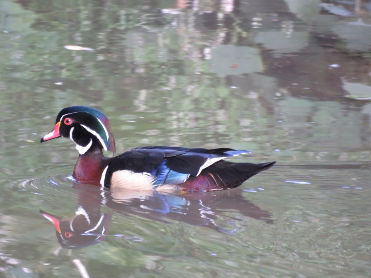 Wood Duck