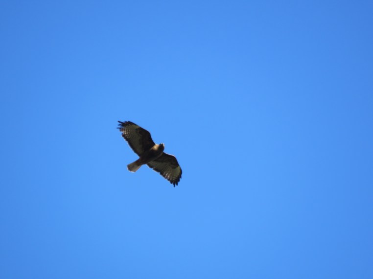 Red-tailed Hawk