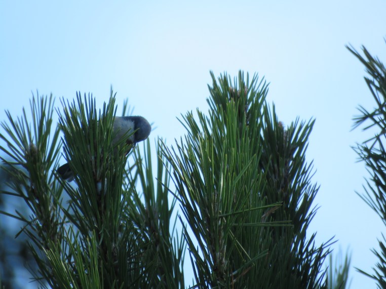 Pygmy nuthatch (juvenile)