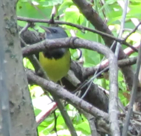 Mourning warbler