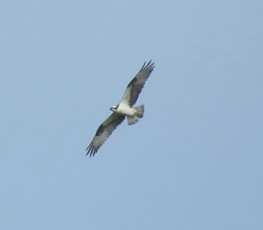 Osprey
