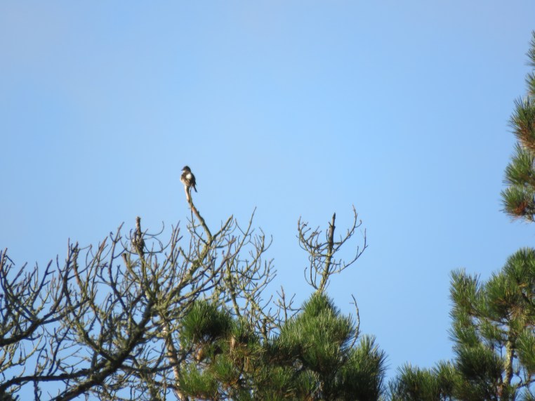 Olive-sided flycatcher