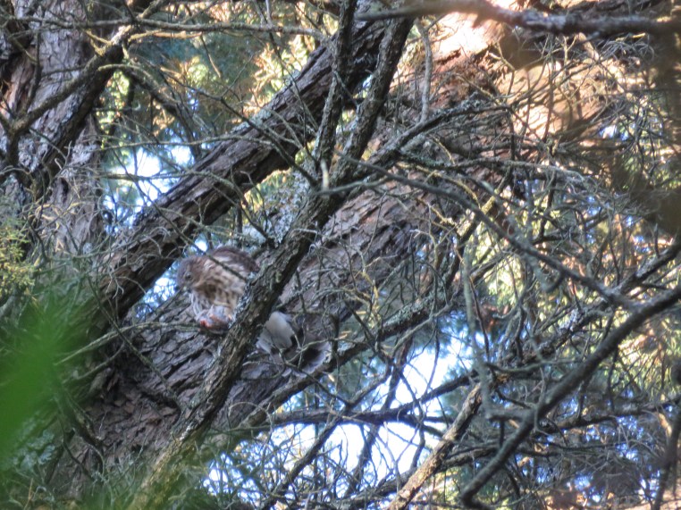 Sharp-shinned Hawk (juvenile)