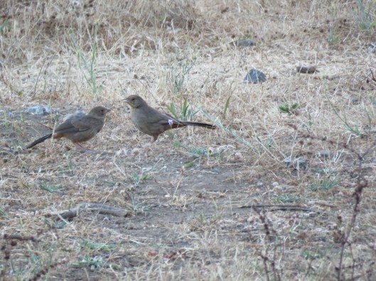 California Towhee (adult feeding juvenile)