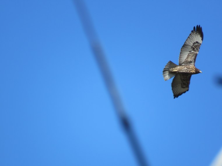Red-tailed hawk (juvenile)