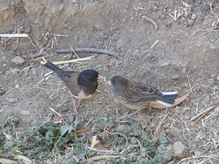 Dark-eyed junco + juvenile