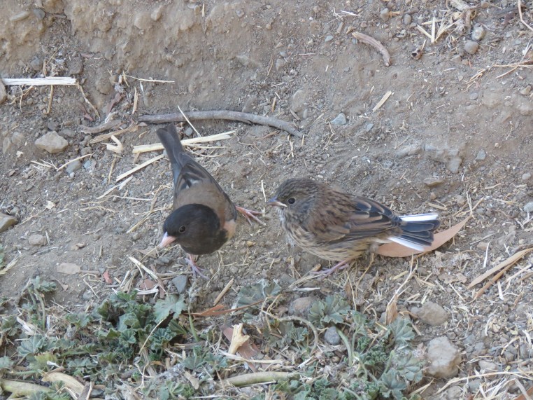 Dark-eyed junco + juvenile