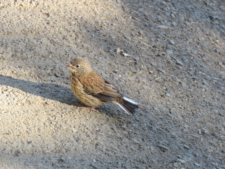 Dark-eyed junco ( juvenile)