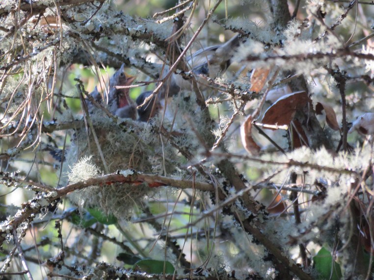 Hutton's vireo feeding