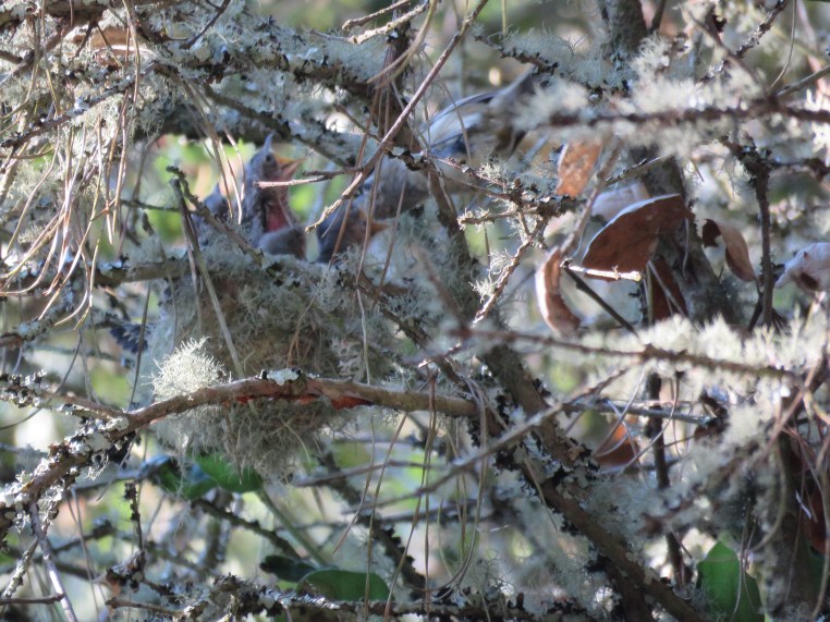 Hutton's vireo feeding