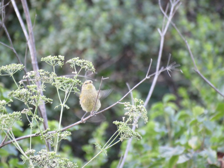 Orange-crowned warbler