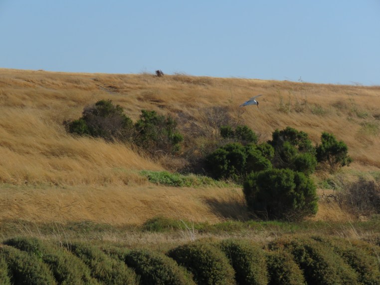 Forster's tern