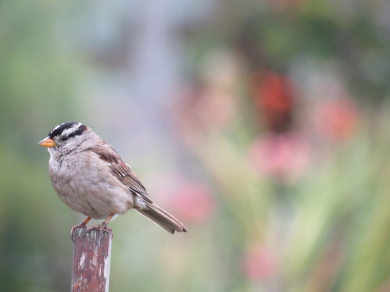 White-crowned Sparrow