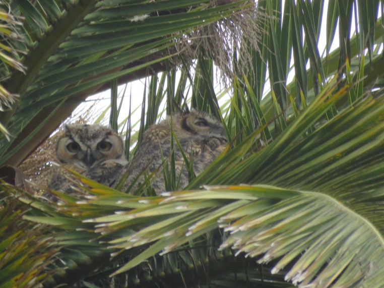 Great-horned owls (juveniles)