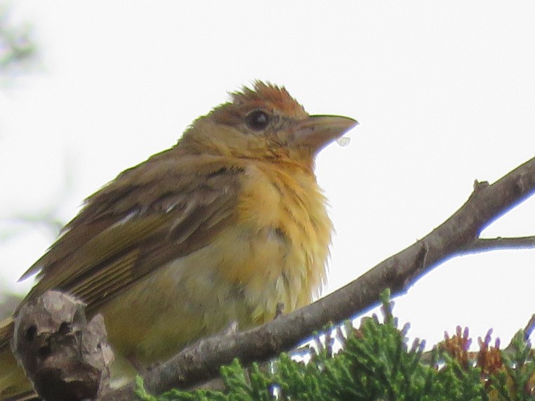 Summer Tanager