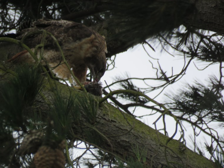 Red-tailed hawk consuming EUST or BRBL