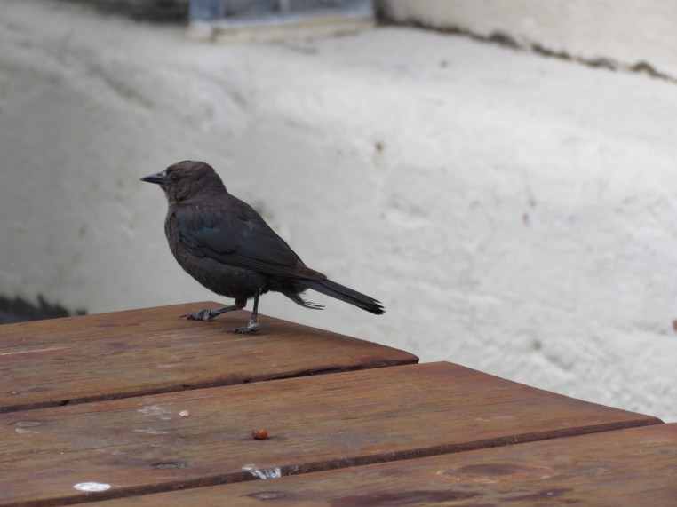 Brewer's blackbird