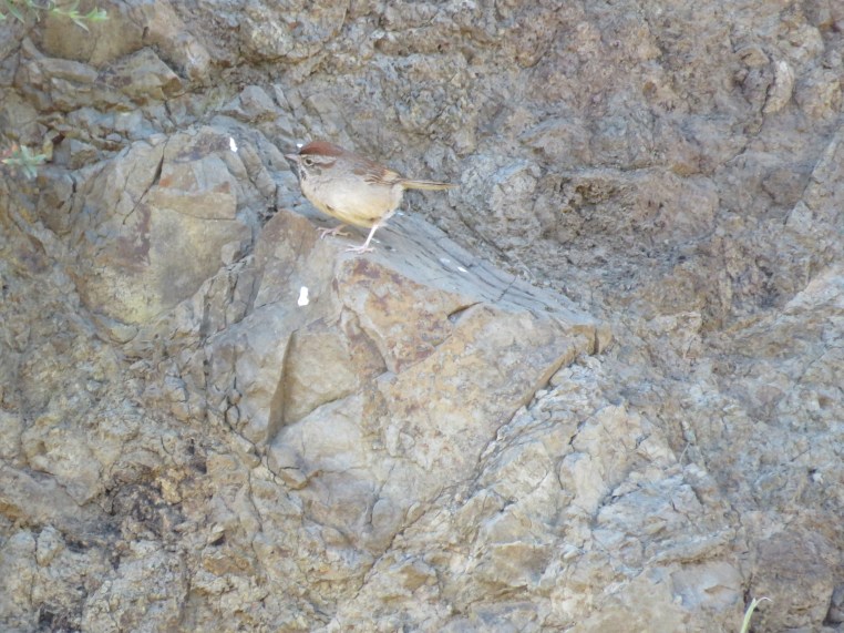 Rufous-crowned sparrow