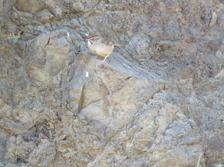 Rufous-crowned sparrow