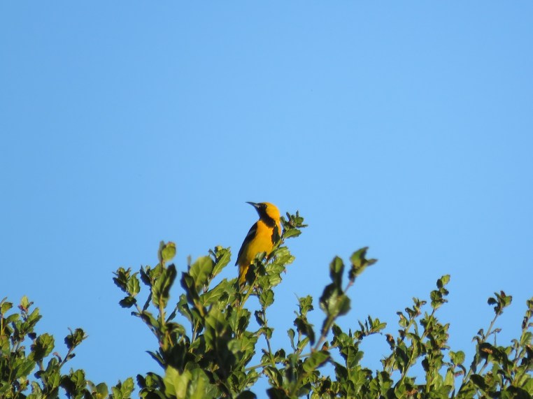 Hooded Oriole (interacting with juvenile)