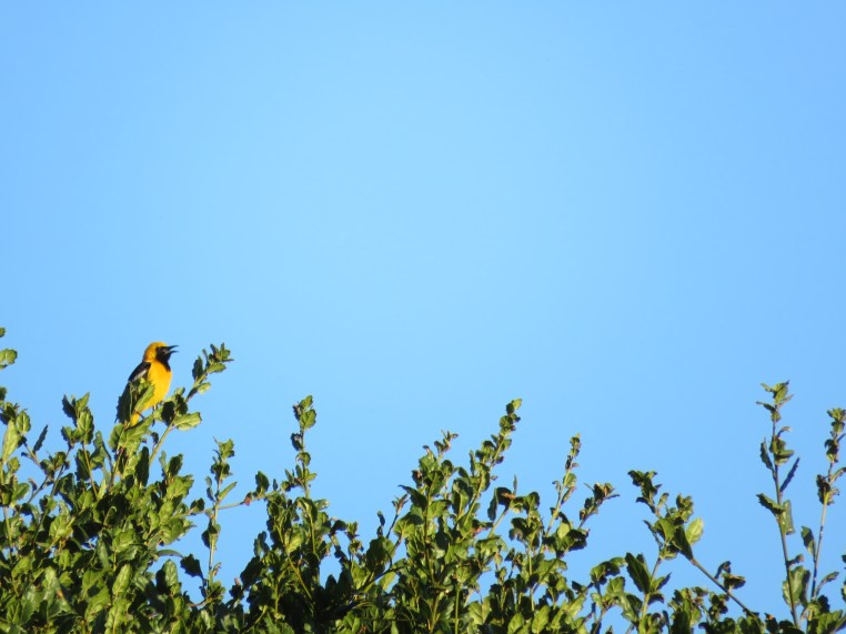Hooded Oriole (interacting with juvenile)