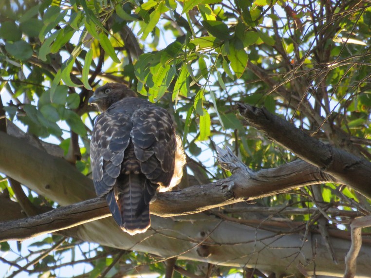 Red-tailed hawk