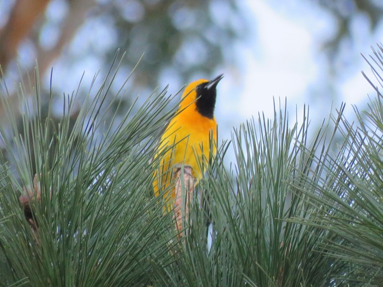 Hooded Oriole (interacting with juvenile)