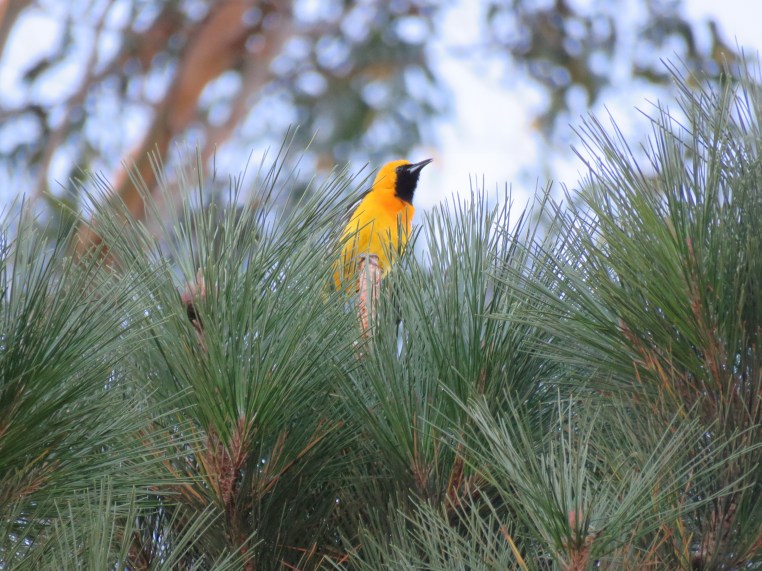 Hooded Oriole (interacting with juvenile)