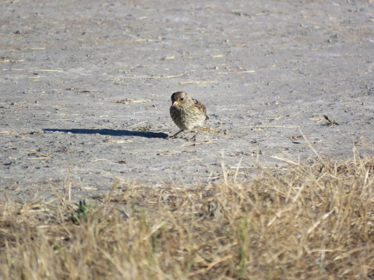 White-crowned Sparrow (juvenile)