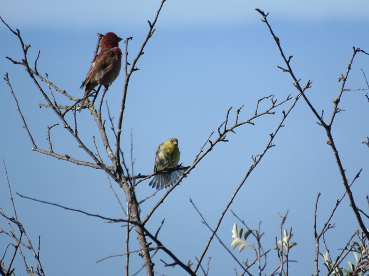 Purple Finch + Less Goldfinch