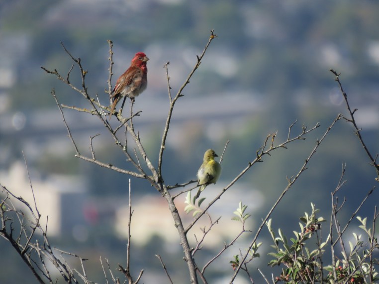 Purple Finch + Less Goldfinch