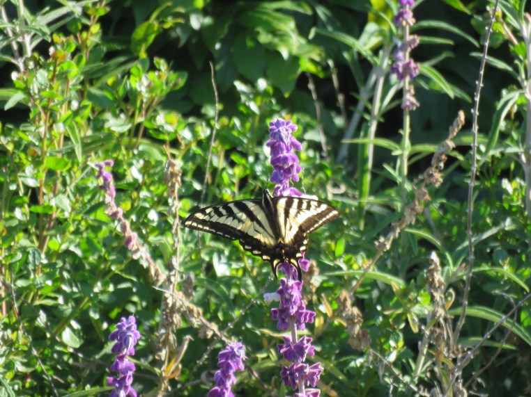 Pale Swallowtail