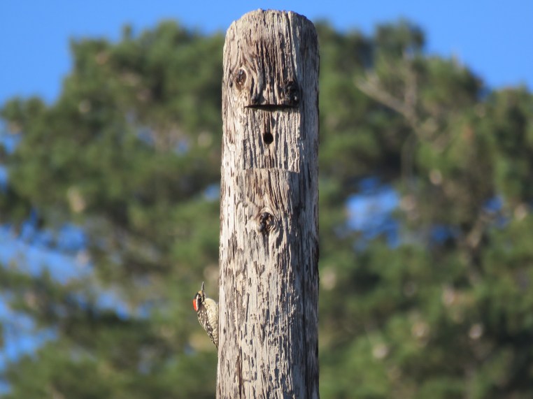 Nuttall's woodpecker