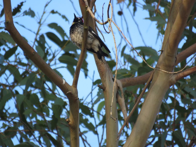 Acorn Woodpecker