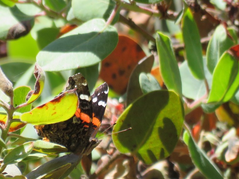 Red Admiral