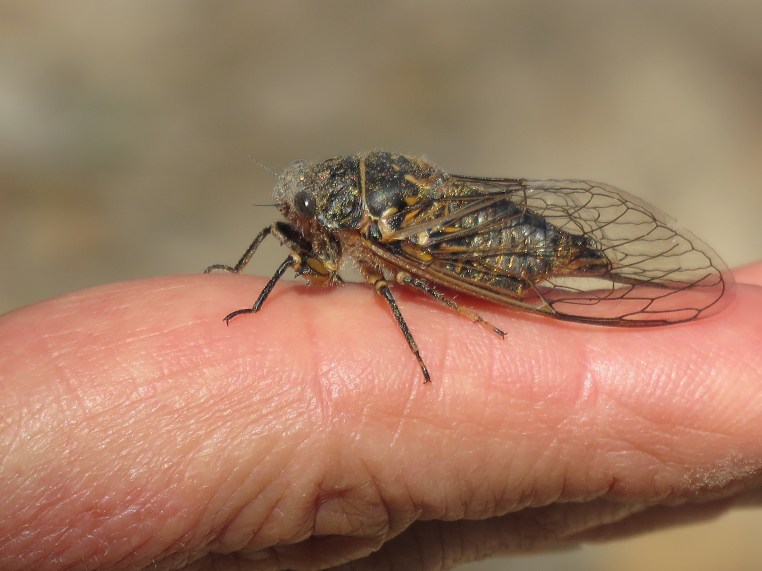 Cicada