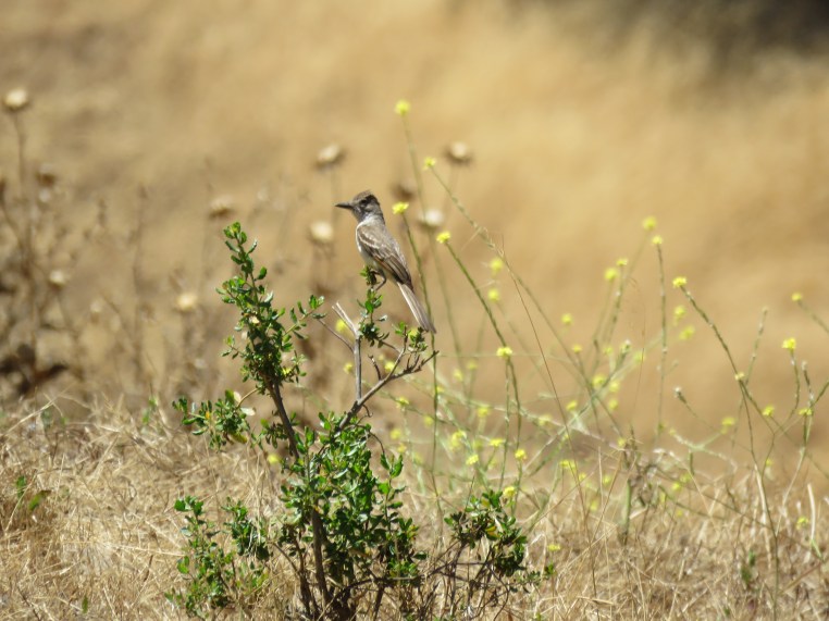Ash-throated flycatcher