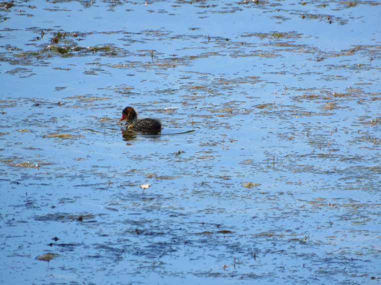 American Coot (juvenile)