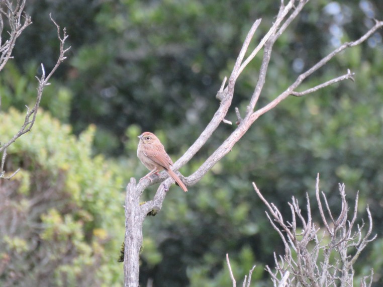 Rufous-crowned sparrow