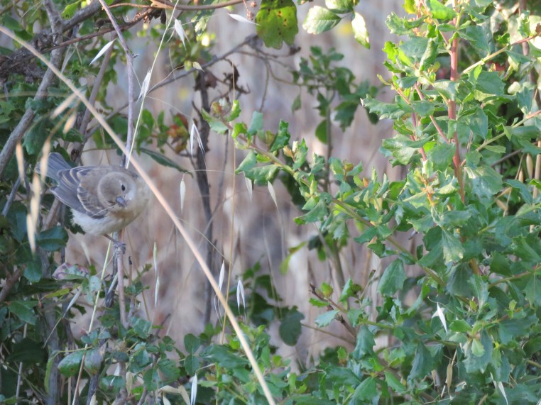 Lazuli Bunting (juvenile)