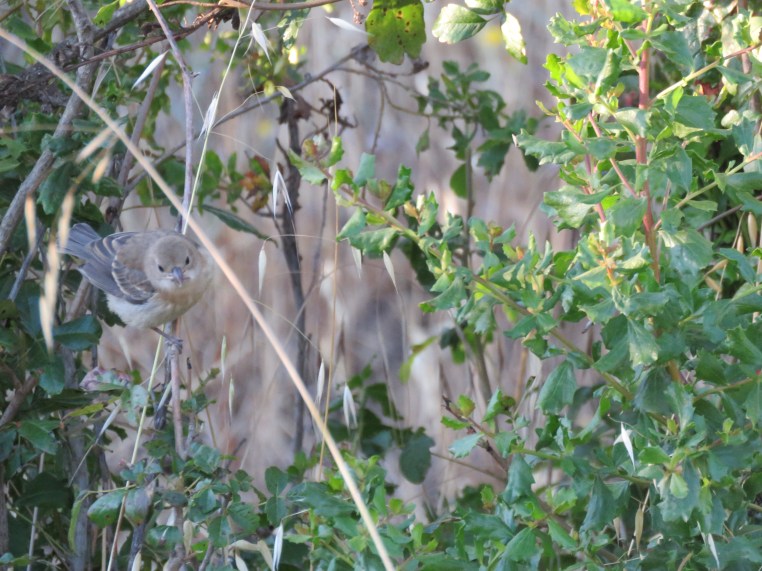 Lazuli Bunting (juvenile)