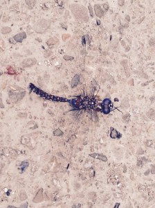 Blue-eyed Darner?