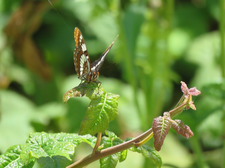 Lorquin's admiral