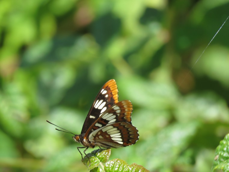 Lorquin's admiral