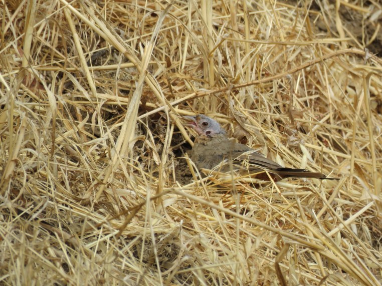 California Towhee